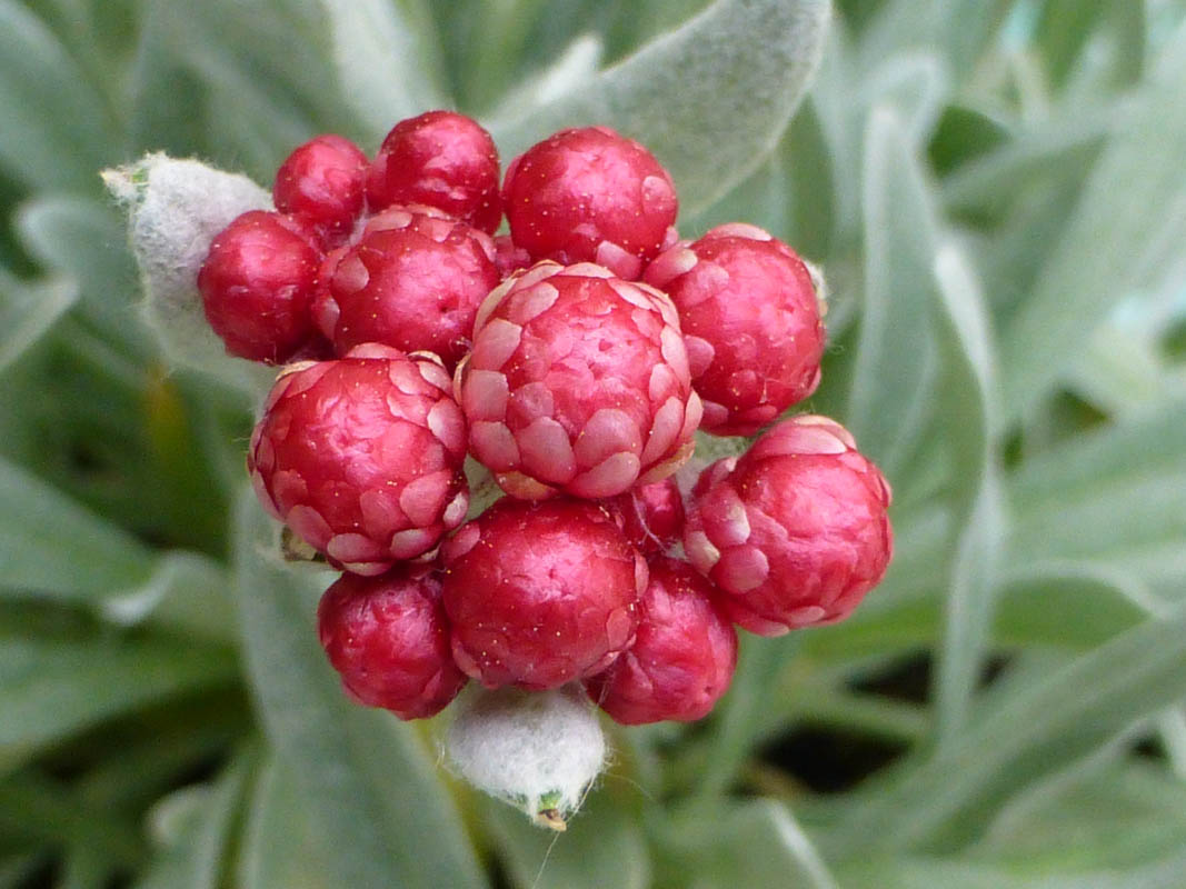 Helichrysum amorginum 'Ruby Cluster' en fleurs sur des pentes arides ensoleillées des îles grecques